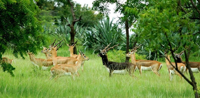 Machia Safari Park, Jodhpur, Rajasthan - Vushii.com